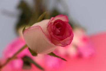 pink rose on blur background