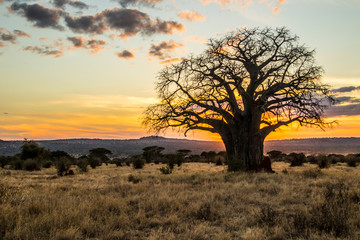 Fototapeta na wymiar Baobab al tramonto