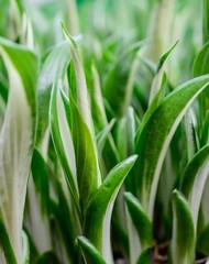 Hosta Young shoots of a flower. The first spring greens. Spring. Hosta yellow-green leaves grow in spring.