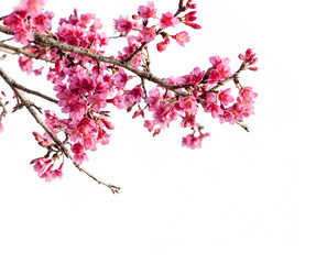 Cherry blossom flower branch  isolated on white background