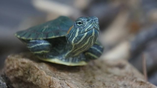 Brazilian tortoises run slowly on the ground