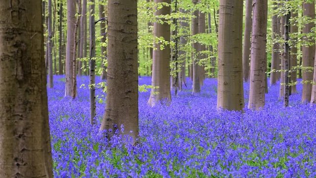 Panning shot of beech forest with bluebells (Endymion nonscriptus) flowering in spring