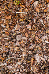 Tree Pine bark pieces top view. Interesting wooden texture or wood background with mulching garden beds 