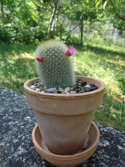 A cactus (plural cacti, cactuses, or less commonly, cactus) is a member of the plant family Cactaceae, a family comprising about 127 genera with some 1750 known species of the order.