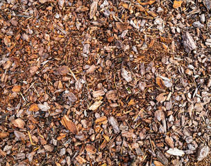 Tree Pine bark pieces top view. Interesting wooden texture or wood background with mulching garden beds 