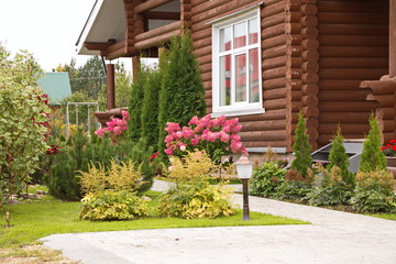 Fototapeta na wymiar Hydrangea paniculata vanilla Frase/ Rennie.Hydrangea paniculata 'Vanille Fraise' on the background of a country house