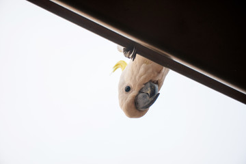 Curious sulphur-crested cockatoo looking down from the roof