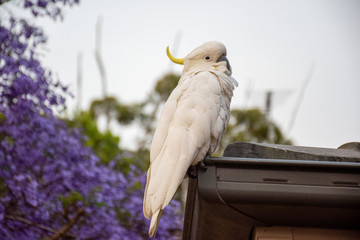 Sulphur-crested cockatoo sitting on a roof with beautiful blooming jacaranda tree on background.