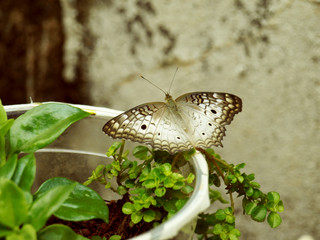 lazy Butterfly