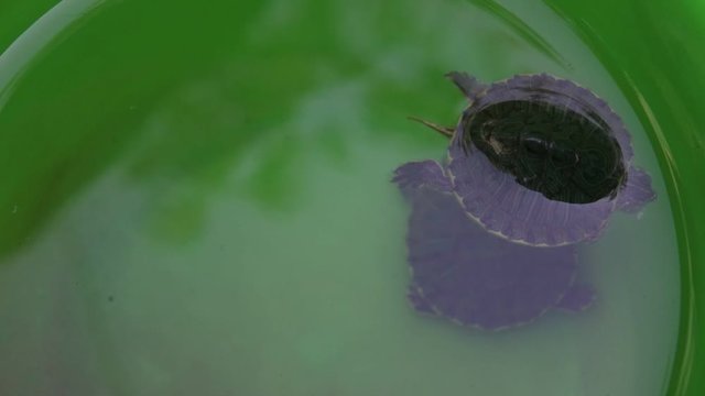 Brazilian tortoises swim in clear water aquariums