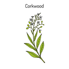 Corkwood Duboisia myoporoides , medicinal plant