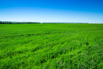 field of green grass and sky