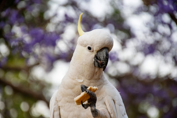 Sulphur-crested cockatoo eating bread with beautiful blooming jacaranda tree on background.