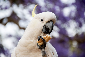 Sulphur-crested cockatoo eating bread with beautiful blooming jacaranda tree on background. Close up