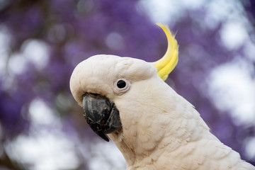 Sulphur-crested cockatoo close up with beautiful blooming jacaranda tree on background.