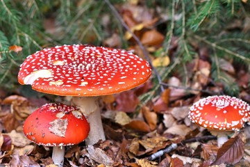 fly agaric mushroom in the forest