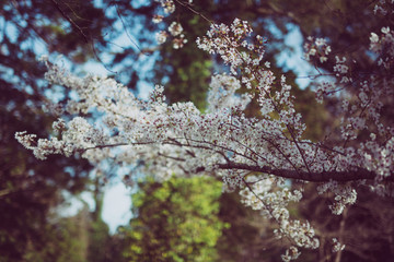blossom in spring