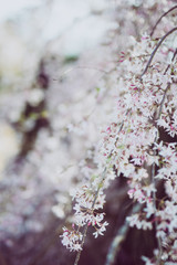 cherry blossom