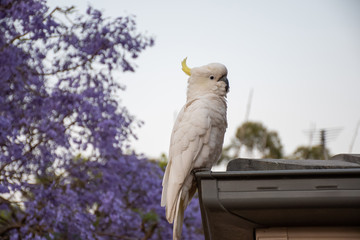 Sulphur-crested cockatoo sitting on a roof with beautiful blooming jacaranda tree on background.