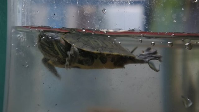 Brazilian tortoises swim in clear water aquariums