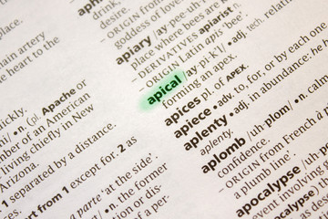 Apical word or phrase in a dictionary.
