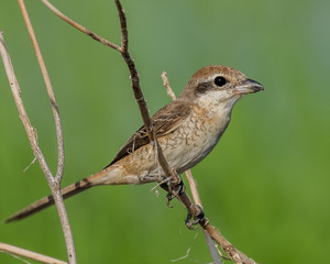 Brown Shrike (Lanius cristatus) is a bird in the shrike family that is found mainly in Asia