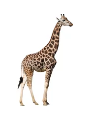 Foto op Aluminium Giraffe geïsoleerd op een witte achtergrond. © fotomaster