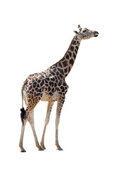 Giraffe isolated on a white background.