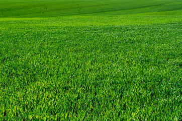 green grass background with selective focus