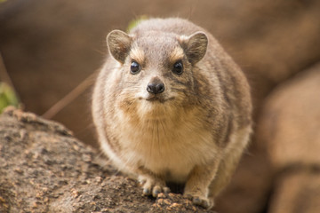Procavia