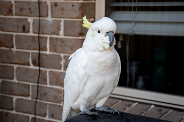 Sulphur-crested cockatoo sitting near the window and the brick wall © Daria Nipot