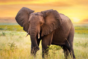 African elephant standing in grassland at sunset.