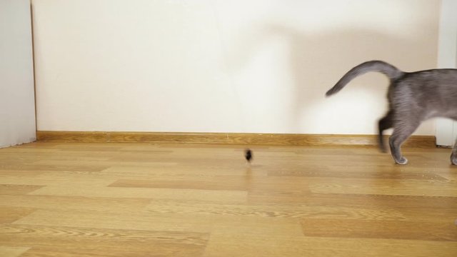 Adult grey cat playing with a toy mouse.