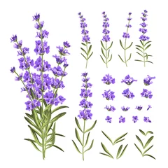 Glasschilderij Lavendel Set lavendel bloemen elementen. Collectie van lavendel bloemen op een witte achtergrond. Vector illustratie bundel.