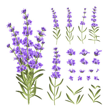 Set Of Lavender Flowers Elements. Collection Of Lavender Flowers On A White Background. Vector Illustration Bundle.