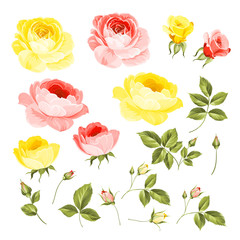Rose bud collection. Elements of roses isolated on white background. Bouquet of roses. Flower isolated against white. Beautiful set of flowers. Vector illustration.