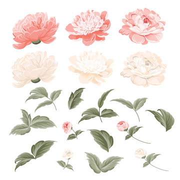 Set of Peonies flowers elements. Collection of peony isolated on white background. Bouquet of Peonies. Flower isolated against white. Beautiful set of flowers. Vector illustration.