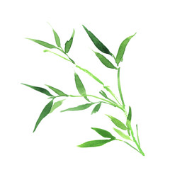 Fototapeta premium handpainted watercolor Bamboo isolated on white background