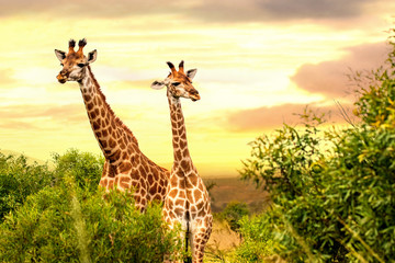 Two african giraffes in savanna at sunset.
