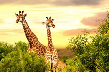 Gordijnen Two african giraffes in savanna at sunset. © karelnoppe