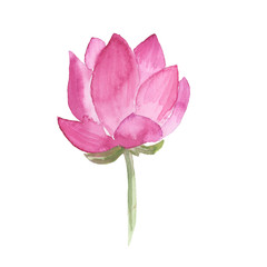 handpainted watercolor Lotus Flower isolated on white background