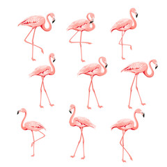 Set of flamingo birds elements. Collection of flamingos on a white background. Tropical birds collection. Pink flamingos set for summer print bundle. Vector illustration bundle. © Kotkoa