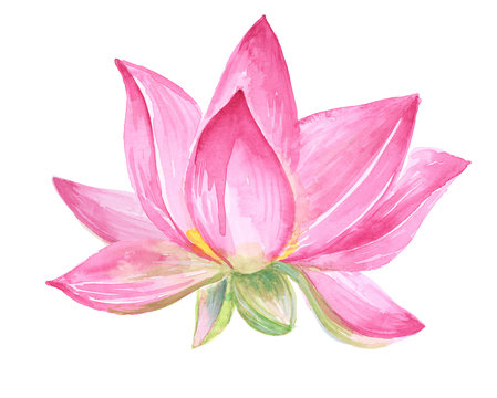 handpainted watercolor Lotus Flower isolated on white background