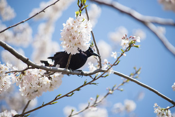 Crow hiding in cherry blossoms