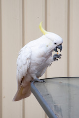 Curious sulphur-crested cockatoo sitting on the glass table and eating a piece of bread