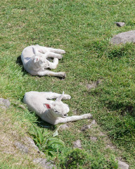 Irish lambs resting in a field.