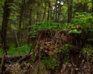 Summer Forest \ Летний лес