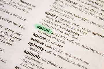 Naklejka premium Apical word or phrase in a dictionary.
