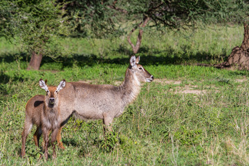 Naklejka na ściany i meble Wasserbock-Familie im Tarangire-Nationalpark, Tansania