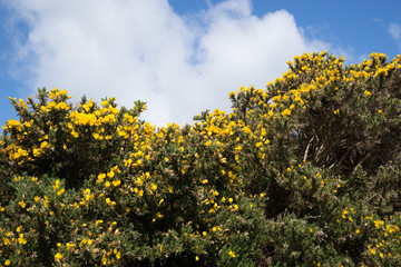 Blooming yellow flowers on bush.